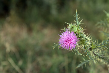 flowers in the garden
