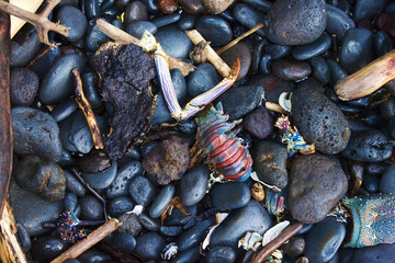 Lobster Shell and 'Ili'ili on an East Maui beach