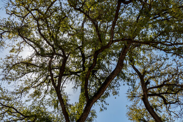Fototapeta premium Shades created by trees