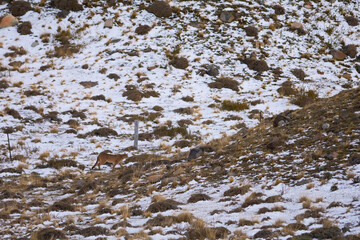 Puma walking in mountain environment, Torres del Paine National Park, Patagonia, Chile.