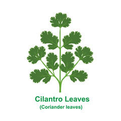 Naklejka premium Cilantro leaves ( Coriander leaves) isolated on a white background.