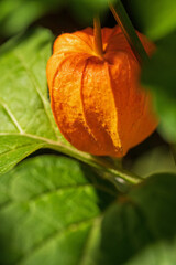 Lampionblume mit orangefarbenen Fruchthüllen