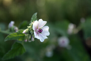 flowers in the garden