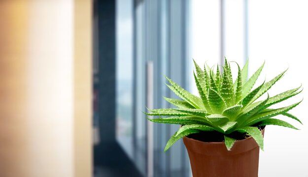 Green aloe vera houseplant on window sill at home