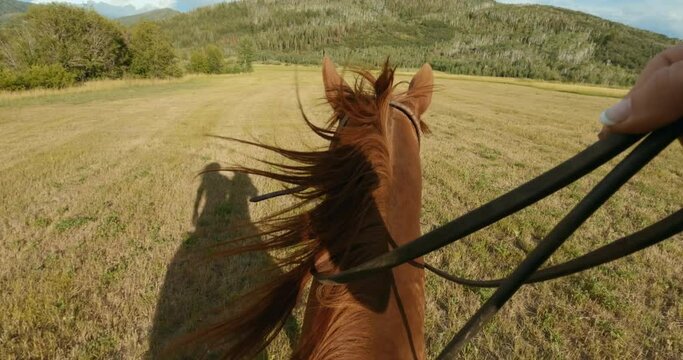 Point of view, pov, horse, horseback, riding, meadow, evening, country, cowgirl, woman, pasture, extreme, sport, leisure, recreation, animal equestrian, saddle, first person, view, rural, outdoors, tr