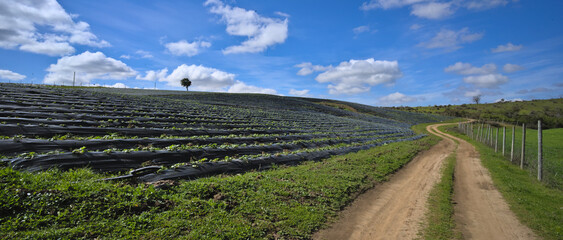 Strawberry field in the region of Maule, Chile during spring season