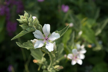 flowers in the forest