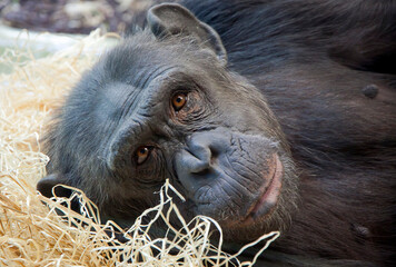 Close-up portrait of a young Chimpanzee