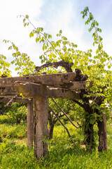Concrete supports for grapes in an orchard