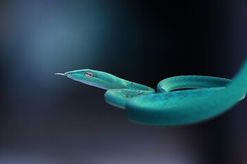 blue snake with sticking out tongue