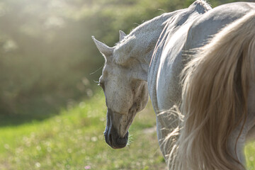 Portrait of a white arabian horse gelding standing on a meadow in summer outdoors during sundown