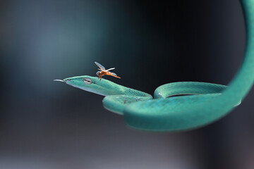 blue snake with dragonfly on its head