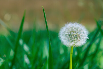 Dandelion on green grass