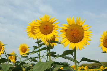 ひまわり畑