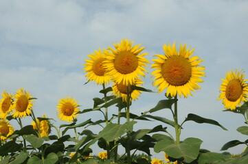 ひまわり畑