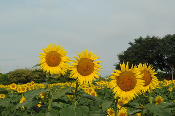 ひまわり畑