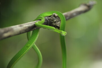 green snake wrapped around a log