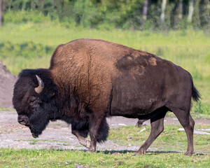 Bison stock photo and image. Close-up profile side view with a blur field background in its environment and habitat surrounding displaying big horns and brown fur.  Buffalo Picture.