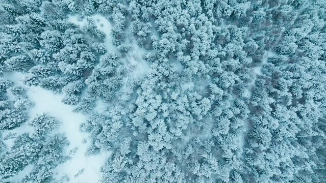 Forest mountains snow cold winter wood hill frozen travel nature