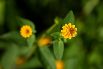 Beautiful yellow flower with green leaves on a sunny afternoon