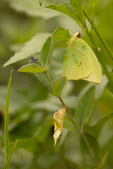 A greenish butterfly near a chrysalis, from which it probably emerged recently, in Sarasota, Florida