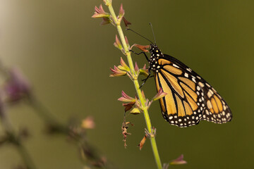 Monarch butterfly on flower stem