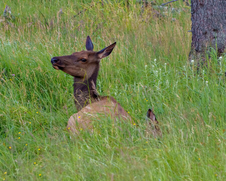 Elk Stock Photo and Image. Female elk head close-up resting in the field with grass and wildflowers in its environment and habitat surrounding. Head shot.