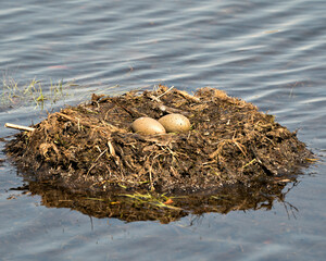Coomon Loon Eggs Photo Stock. Loon eggs and nest building with marsh grasses and mud on the side of the lake in their environment and habitat in a magical time. Image. Picture. Portrait.