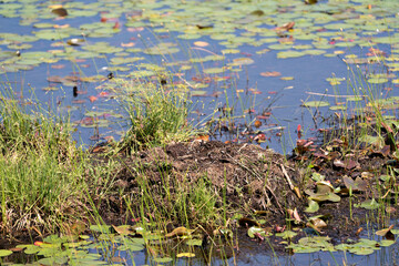Loon Nest. Loon empty nest made of mud, marsh grass, foliage, vegetation in the pond with lily pads and water. Common Loon empty nest.