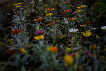 beautiful colorful flowers in the field or flowerbed 