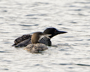 Common Loon Photo. Loon with young juvenile loon in its growing phase swimming in their environment and habitat surrounding with rear view.  Picture. Portrait. Image.