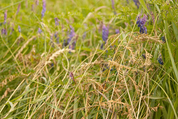 beautiful nature plants background dry grass september