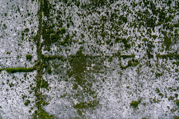 Fototapeta premium 苔壁