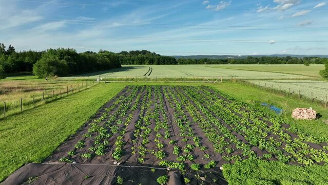 Watermelon bio farm plant field planting growth Citrullus lanatus drone aerial citron melon tsamma jam red-seeded, agricultural farm garden farmer fruit tree video shot leaf green farming