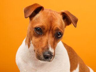 portrait of a jack russell terrier. the dog looks attentively on a yellow background isolated