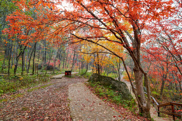 Fototapeta na wymiar The path in autumn red leaves forest.