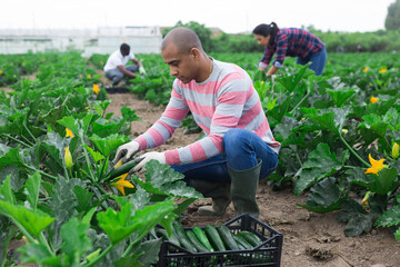 Male latino farmer collect harvest zucchini in the garden