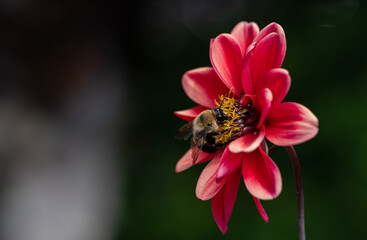 bee on a flower