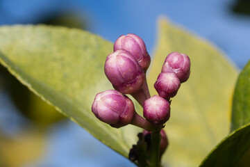 Lemon tree (Citrus limon) blooming during spring.