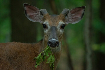deer in the woods