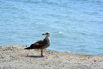 seagull on the beach
