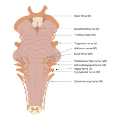 Brainstem illustration with the nerves names. Ventral view of brainstrem. 
