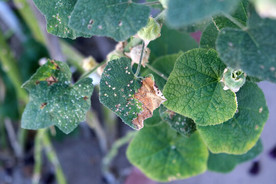Hollyhock leaves diseases. Diseases in the plant. Fungal, Aphids, mildew plant, mold.