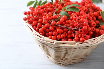 Fresh ripe rowan berries and leaves in wicker basket on white wooden table, closeup