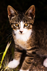 Tabby cat/kitten sitting staring at the camera with gorgeous eyes