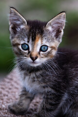 Tabby cat/kitten sitting staring at the camera with gorgeous eyes