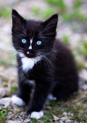 Naklejka na ściany i meble Cute black cat/kitten looking at the camera with gorgeous blue eyes