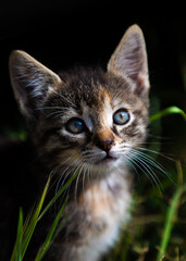 Naklejka na ściany i meble Tabby cat/kitten sitting staring at the camera with gorgeous eyes