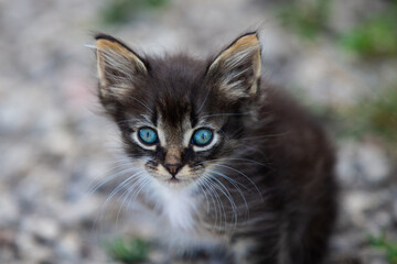 Tabby kitten with gorgeous blue eyes staring at the camera