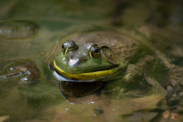 frog in water